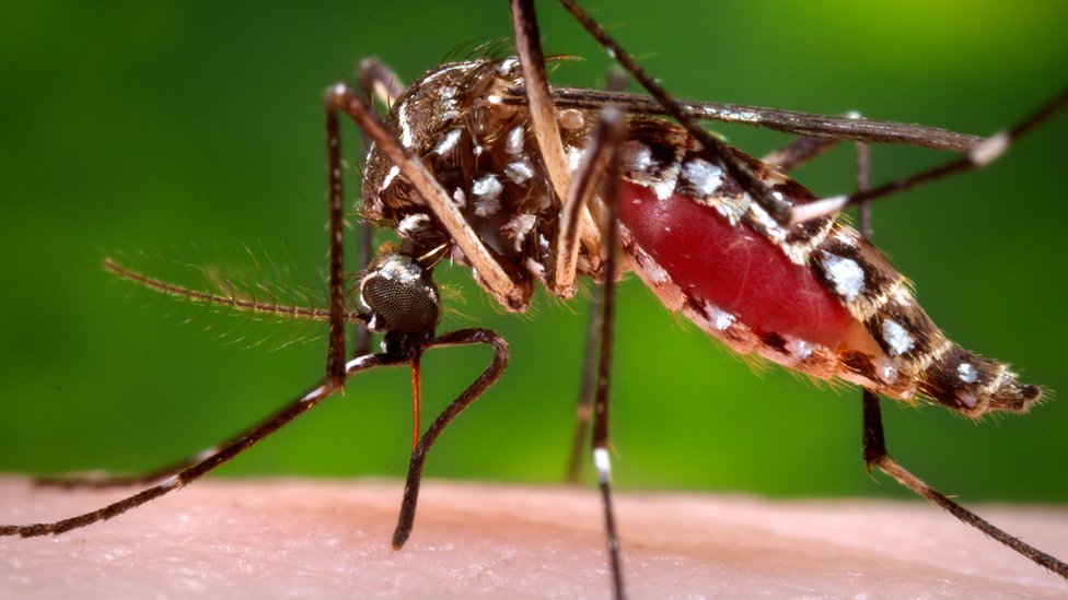 _89973373_mosquito_cdc